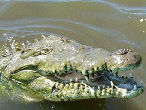 Crocodiles Threatened in Costa Rica