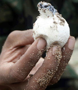 Baby Sea Turtle