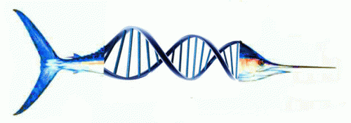 Sailfish DNA