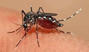 Aedes Mosquito