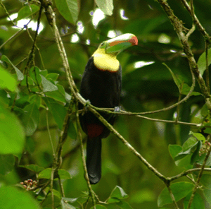 Costa Rica Tucan