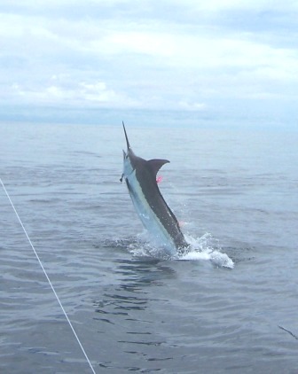 Billfish Agreement is Signed with OSPESCA and TBA