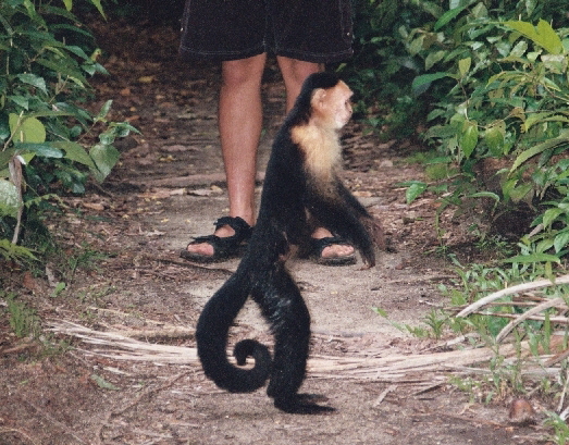 Feeding and Killing Costa Rica Monkeys