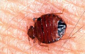 Costa Rica Bedbugs – No Press Pandemic or Infestation