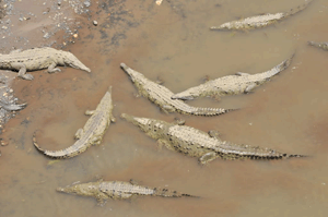 Costa Rica’s Drug Smugglers Problem – Crocodiles