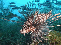 Lionfish Threatens Costa Rica’s Caribbean Coast