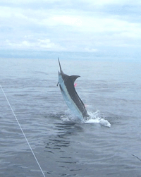 Fishing For Costa Rica’s Marlin – Striped, Blues and Blacks