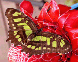 Fincas Natural Wildlife Refuge – Butterfly Botanical Gardens