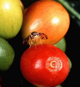 Costa Rica’s Mediterranean Fruit Fly – X-Rays and Regulations