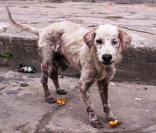 Dogs In Costa Rica – Stray, Puppy Mills and Abuse