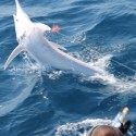 Rare Albino Blue Marlin –  Most Prized Saltwater Game Fish